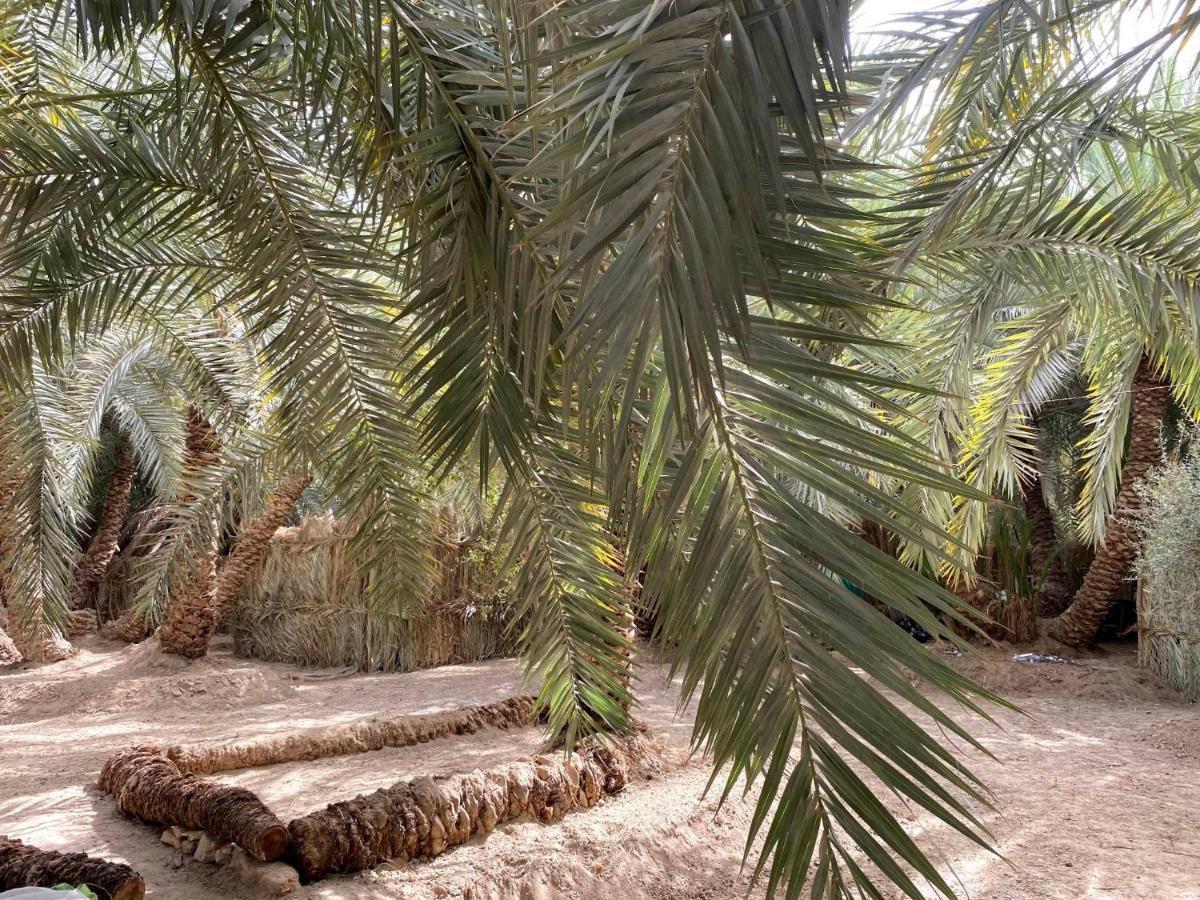 Forest Camp Siwa - كامب الغابة Siwa Oasis Екстериор снимка