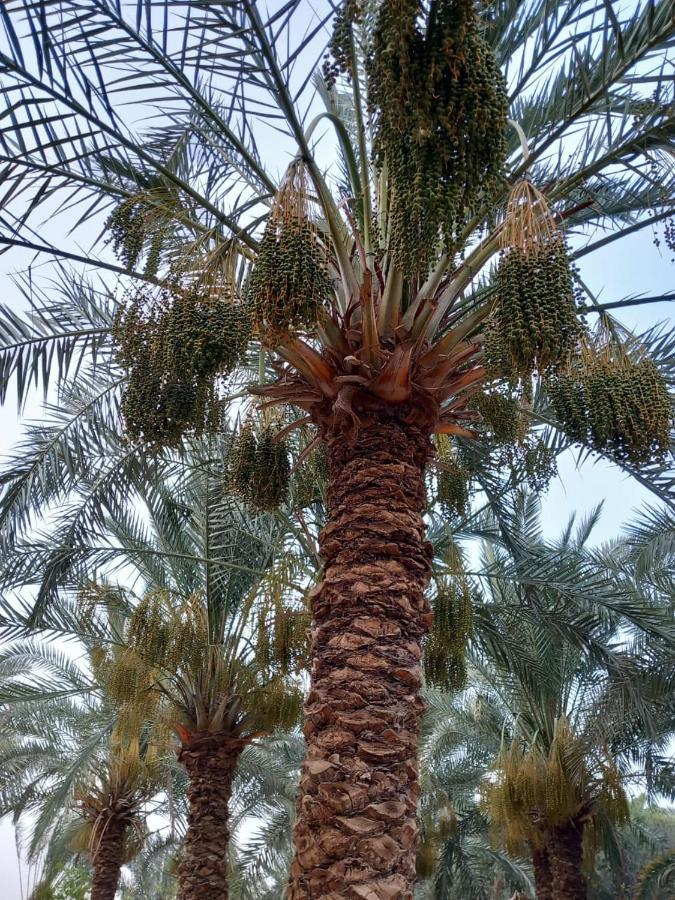 Forest Camp Siwa - كامب الغابة Siwa Oasis Екстериор снимка