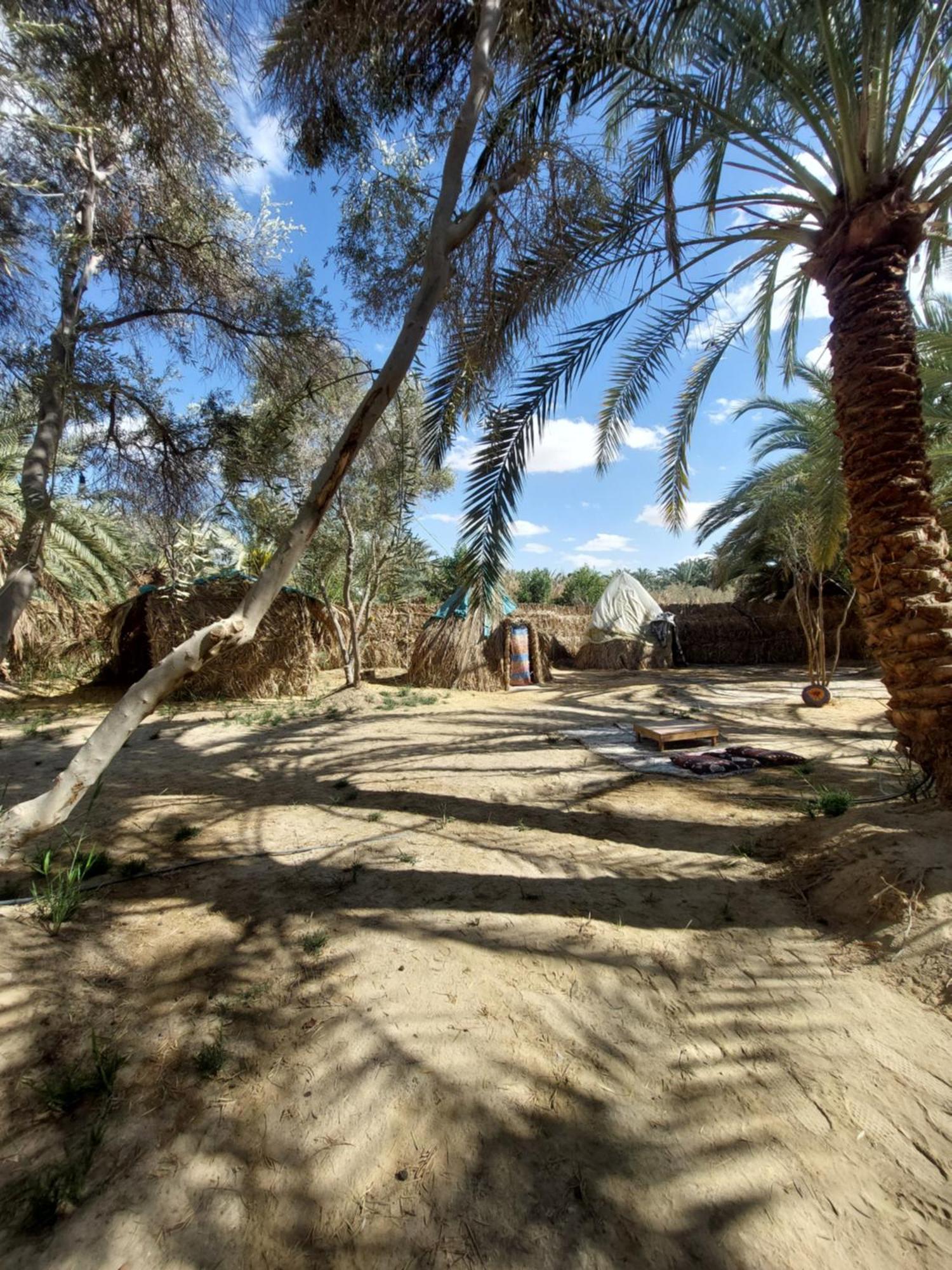 Forest Camp Siwa - كامب الغابة Siwa Oasis Екстериор снимка