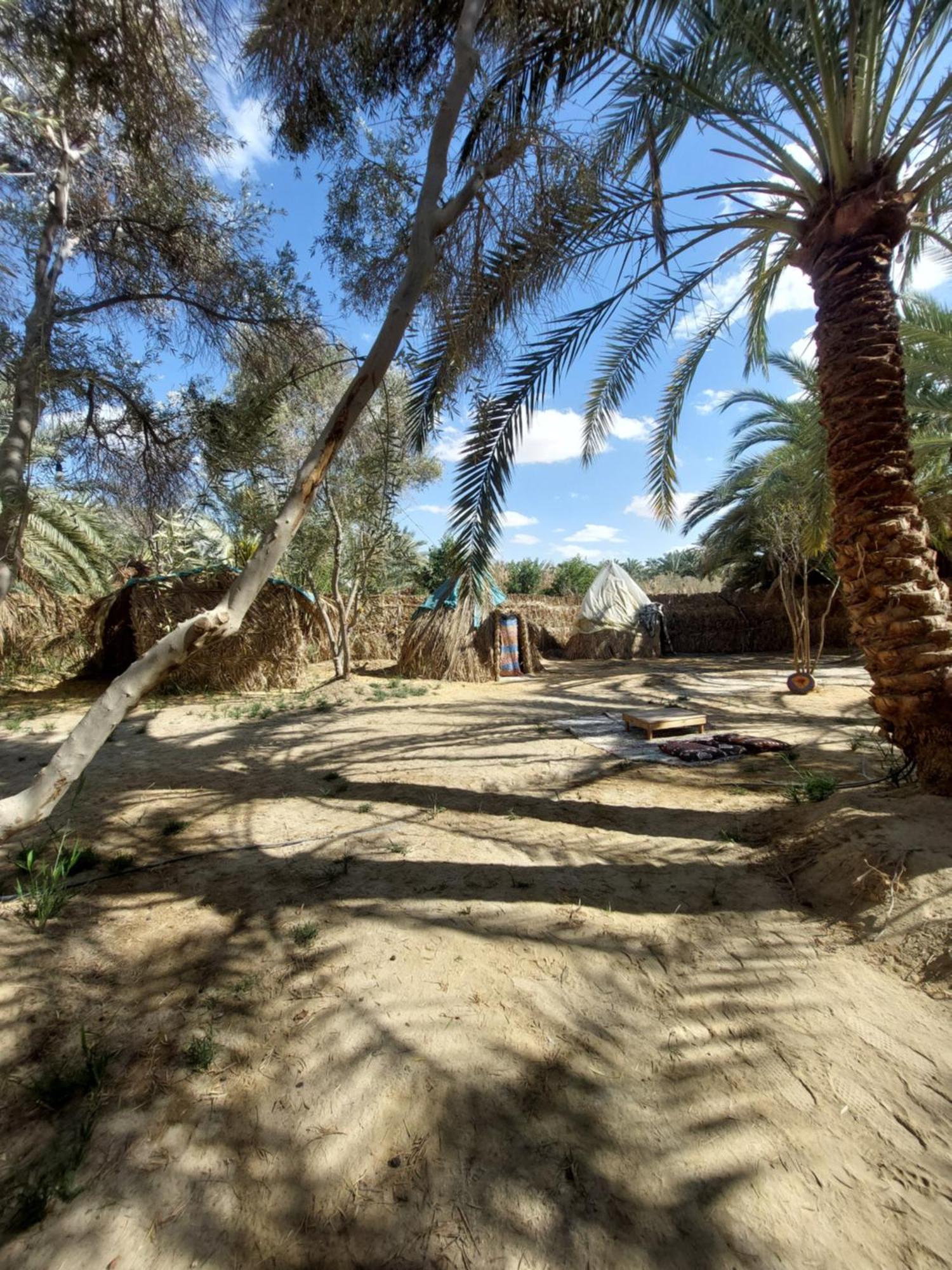 Forest Camp Siwa - كامب الغابة Siwa Oasis Екстериор снимка
